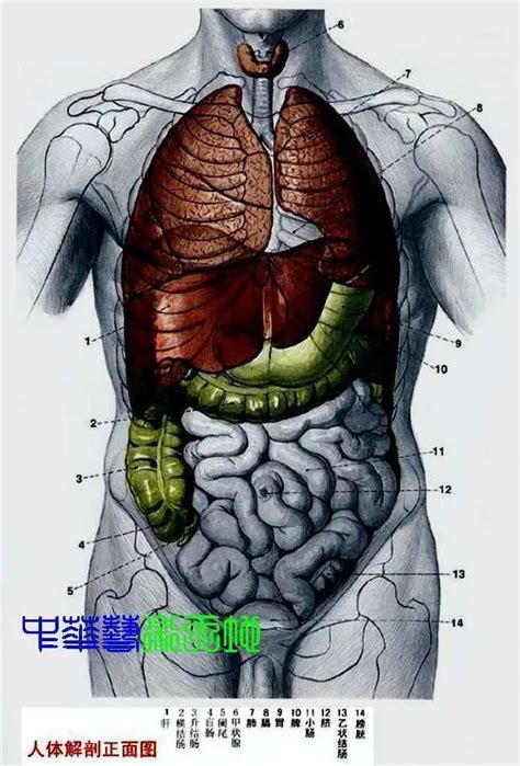 內臟有哪些|内脏